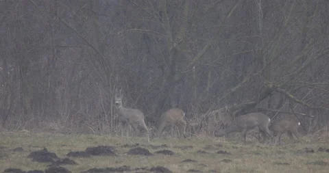 Young deer looking for food, falling snow, 4K slomo Stock Footage 168025776