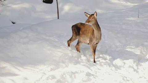 Young deer looking straight, winter 2019 Stock Footage 123850071