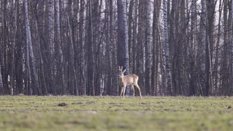 A young deer looks around the forest, 4K slomo Stock Footage 171859888