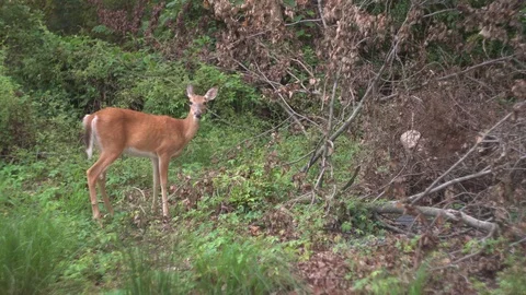 A young deer looks at the camera while eating in forest Stock Footage 93262511