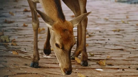 Young deer lowering its head to eat food from brick pavement inside a zoo Stock Footage 325791446