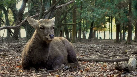 Young deer lying on the ground Stock Footage 84923095