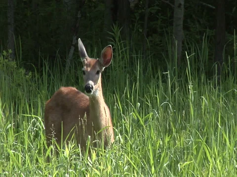 Young Deer in Meadow Stock Footage 1067610