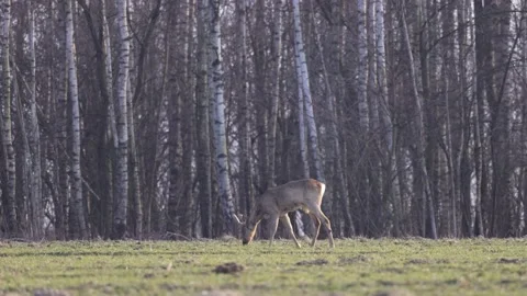 Young deer in the meadow looking around, 4K slomo Stock Footage 171861341