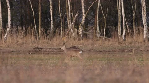 Young deer in the meadow looking around, 4K slomo Stock Footage 171861807