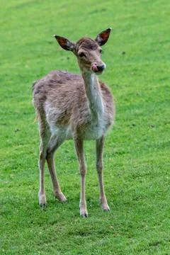 Young deer on the meadow Stock Photos