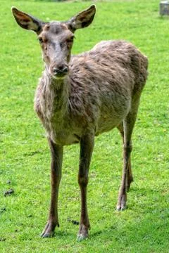 Young deer on the meadow Stock Photos