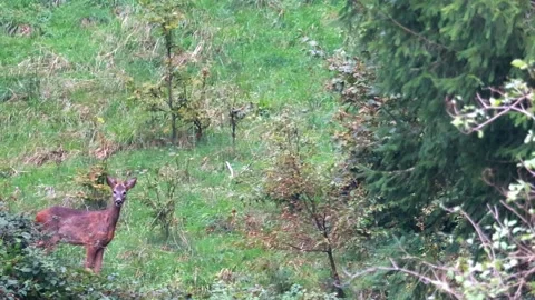 Young deer in a mountain forest Stock Footage 320406260
