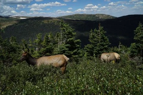 Young deer in the mountain Stock Photos