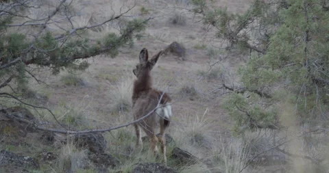 Young deer moves underneath tree branch Stock Footage 220945763