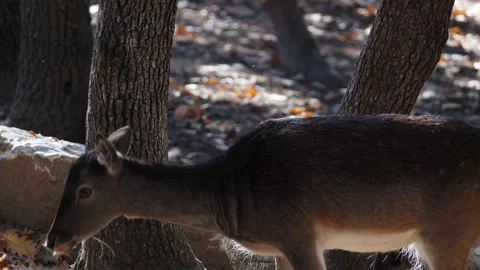 Young Deer In An Oak Forest Stock Footage 236728206