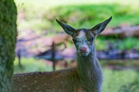 Young deer with one eye standing in a natural green forest environment Stock Photos