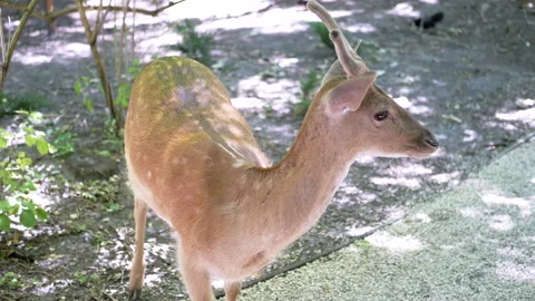 Young Deer by the Path Stock Footage 293178702