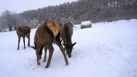 Young deer in the pens of a deer farm in winter Stock Footage 101092682
