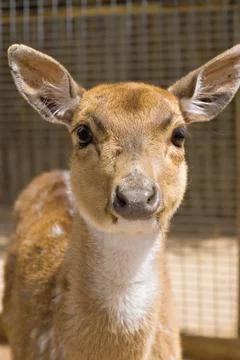 Young deer Stock Photos