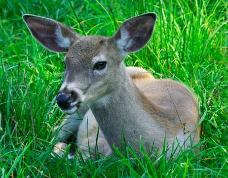Young deer Stock Photos