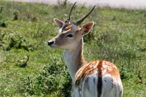 Young deer Stock Photos