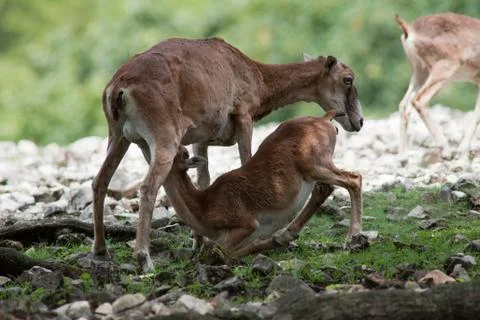 Young deer Stock Photos