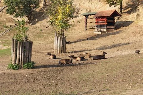 Young deer Stock Photos