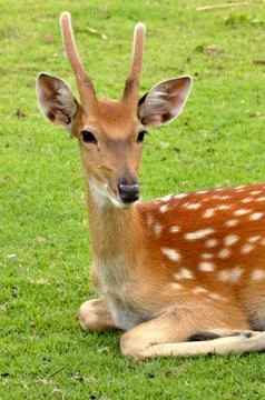 Young deer Stock Photos