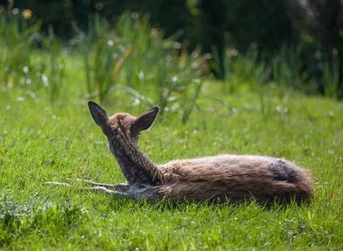 Young deer Stock Photos