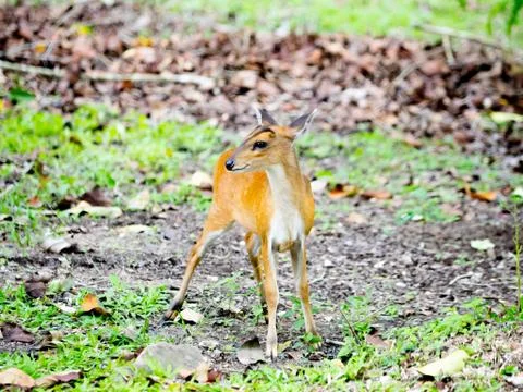 Young deer Fotos de archivo
