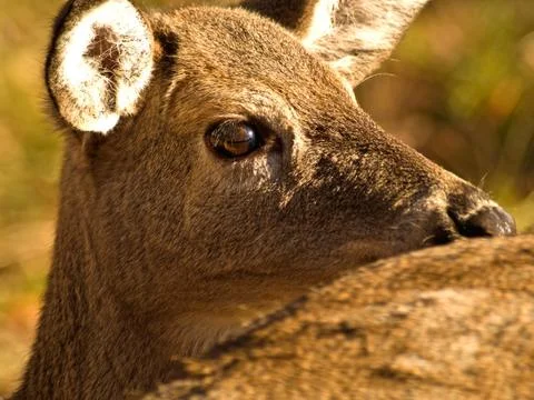 Young deer Stock Photos