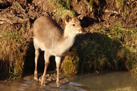 Young Deer Stock Photos