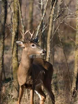 Young Deer Stock Photos