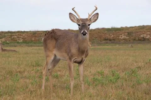 Young deer Stock Photos