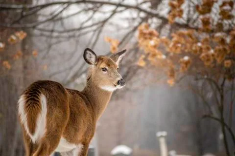Young Deer Stock Photos