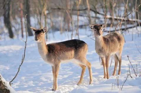 Young deer 스톡 사진