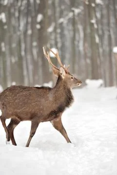 Young deer Stock Photos
