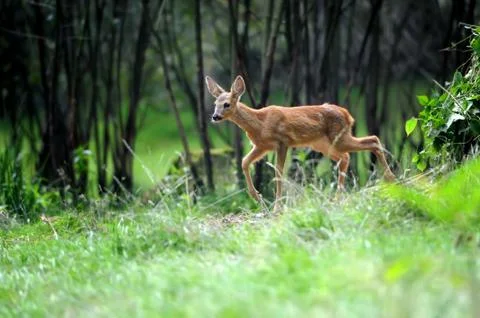 Young deer Stock Photos