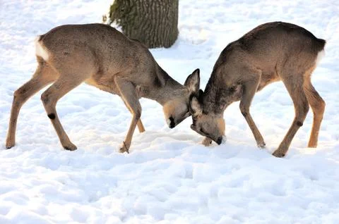 Young deer 写真素材