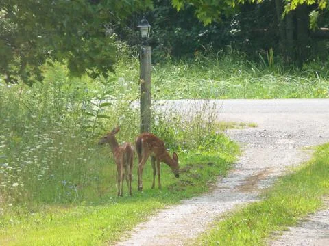 Young deer Foto stock