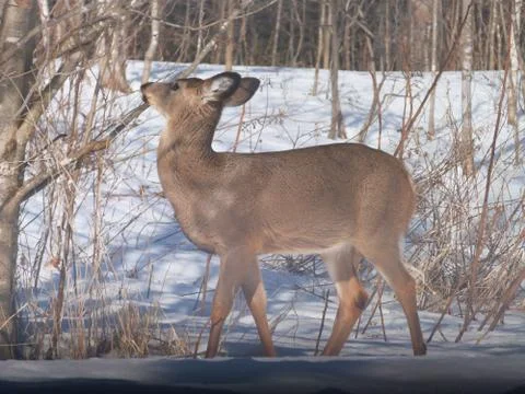 Young deer Foto stock