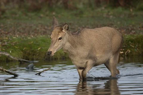 Young deer Fotos Stock