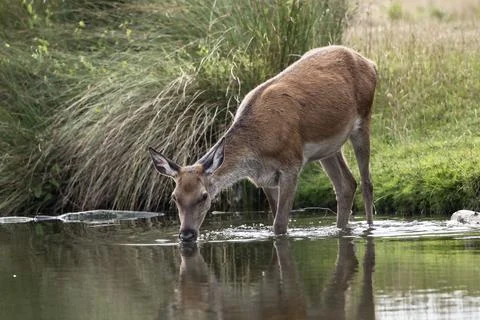 Young Deer Foto stock