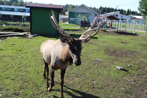 A young deer Stock Photos