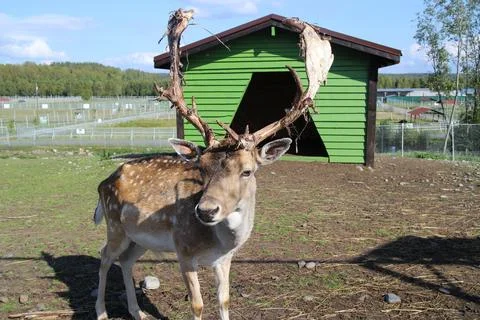 A young deer Stock Photos