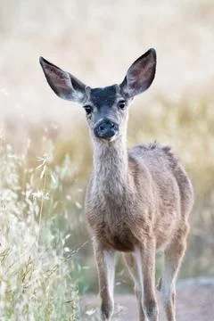Young Deer Fotos de archivo