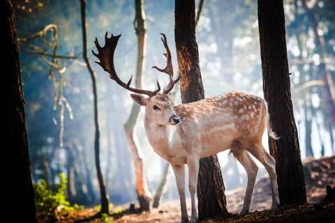 Young deer posing in the forest, netherlands Stock Photos
