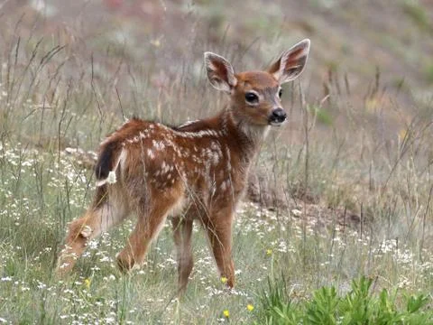Young Deer Posing Stock Photos