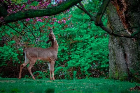 A Young Deer Reaching Up to Bite Flowers and Leaves Off of a Tree Stock Photos