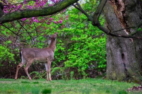 A Young Deer Reaching Up to Bite Flowers and Leaves Off of a Tree Stock Photos