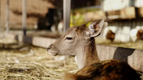 Young deer resting in a farm enclosure, calm portrait in warm daylight showing Stock Footage 327535710