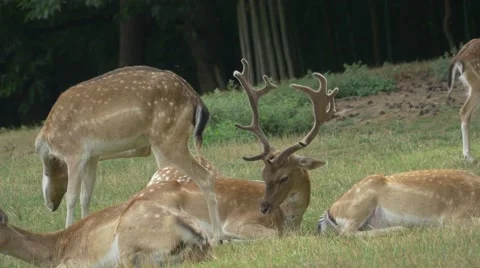 Young Deer Resting 스톡 동영상 53291769