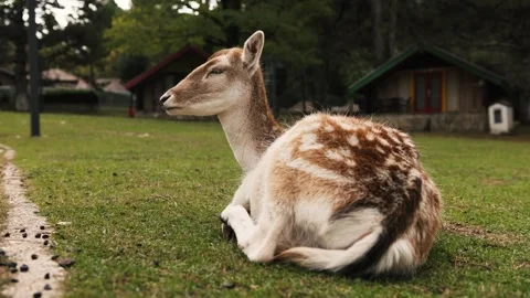 Young deer resting on grass, relaxed posture and calm expression Video stock 324573386