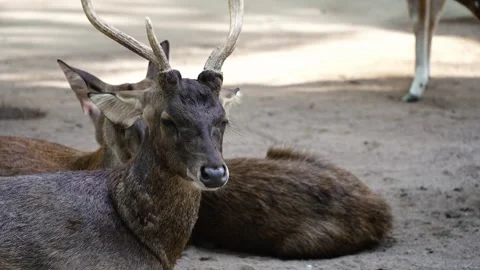 Young deer resting near another deer on the ground Stock Footage 301590915
